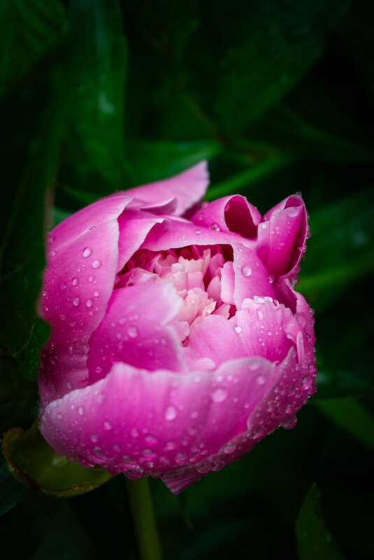 Пион - Светлана Мишенёва