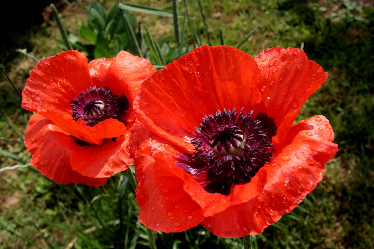 Алые маки. - Маргарита ( Марта ) Дрожжина Алые маки. - Маргарита ( Марта ) Дрожжина