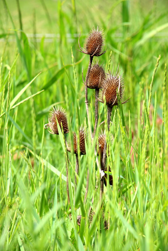 достоялся до лета - Cветлана Свистунова