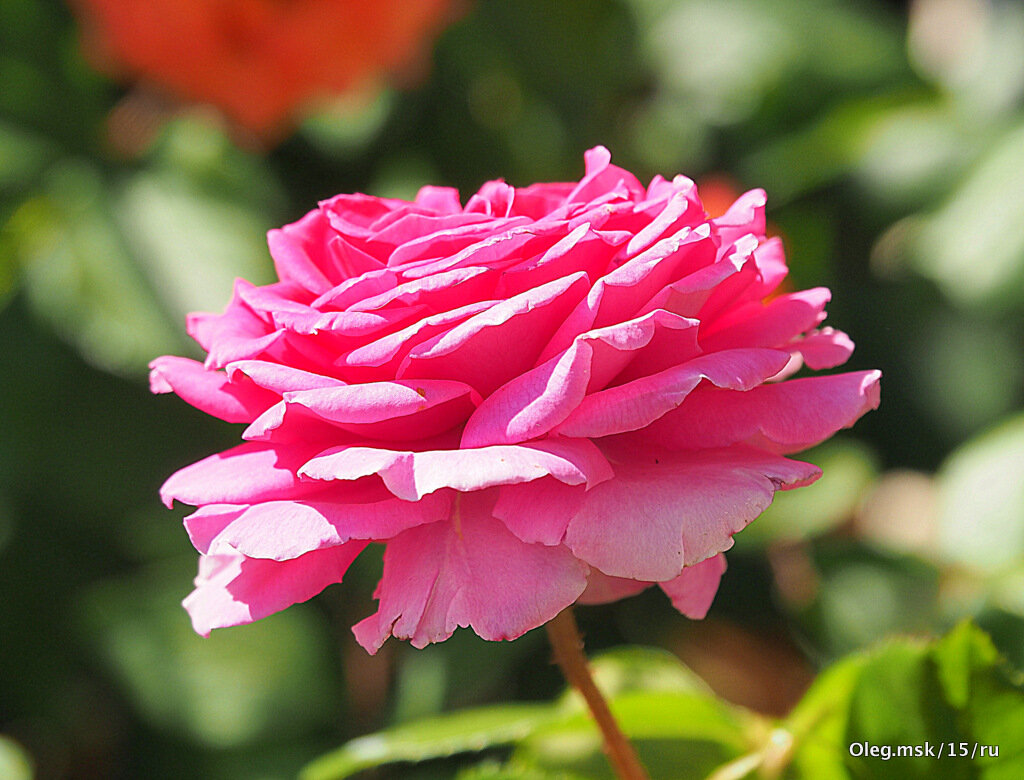они на радость нам даны - Олег Лукьянов