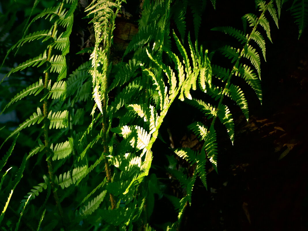 Летние этюды 28 - Алексей Кузнецов