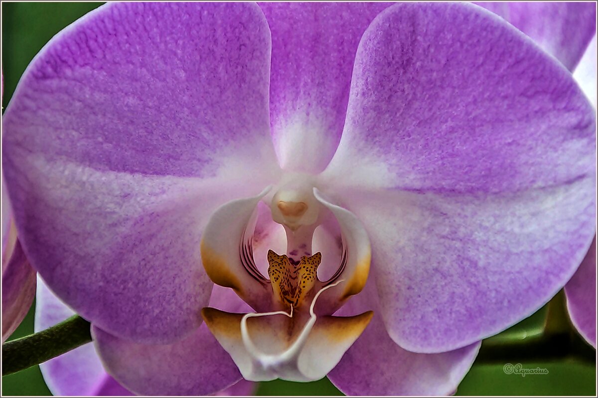 Про цветы.... - Aquarius - Сергей