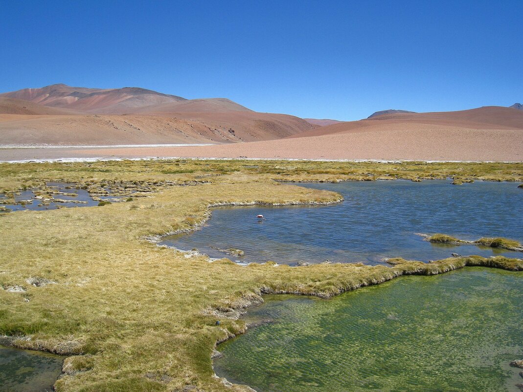 Одинокий фламинго. - unix (Илья Утропов)