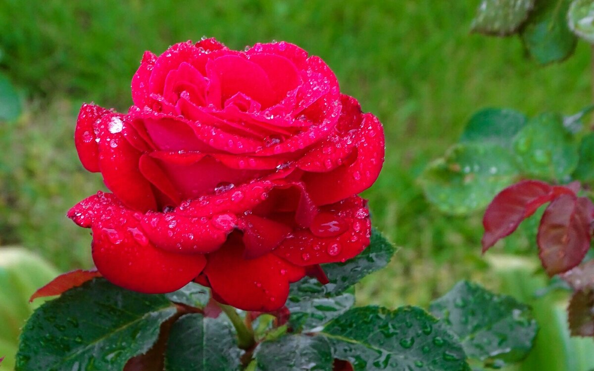 Роза под дождём. - Милешкин Владимир Алексеевич Роза под дождём. - Милешкин Владимир Алексеевич