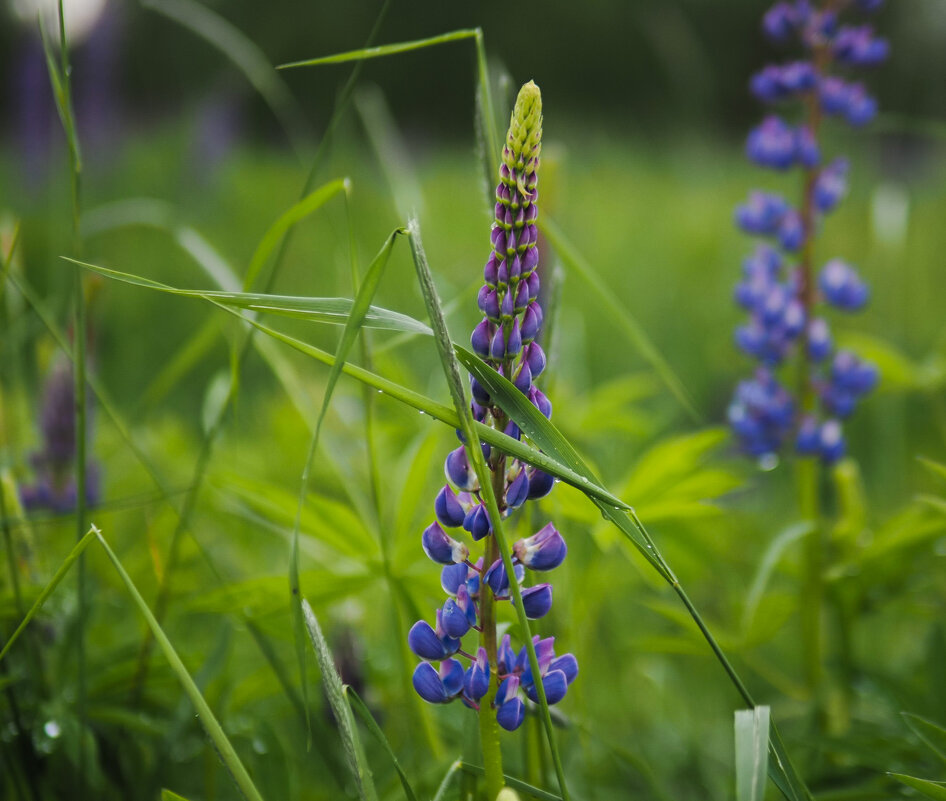 Когда цветут люпины - Магомед . Когда цветут люпины - Магомед .