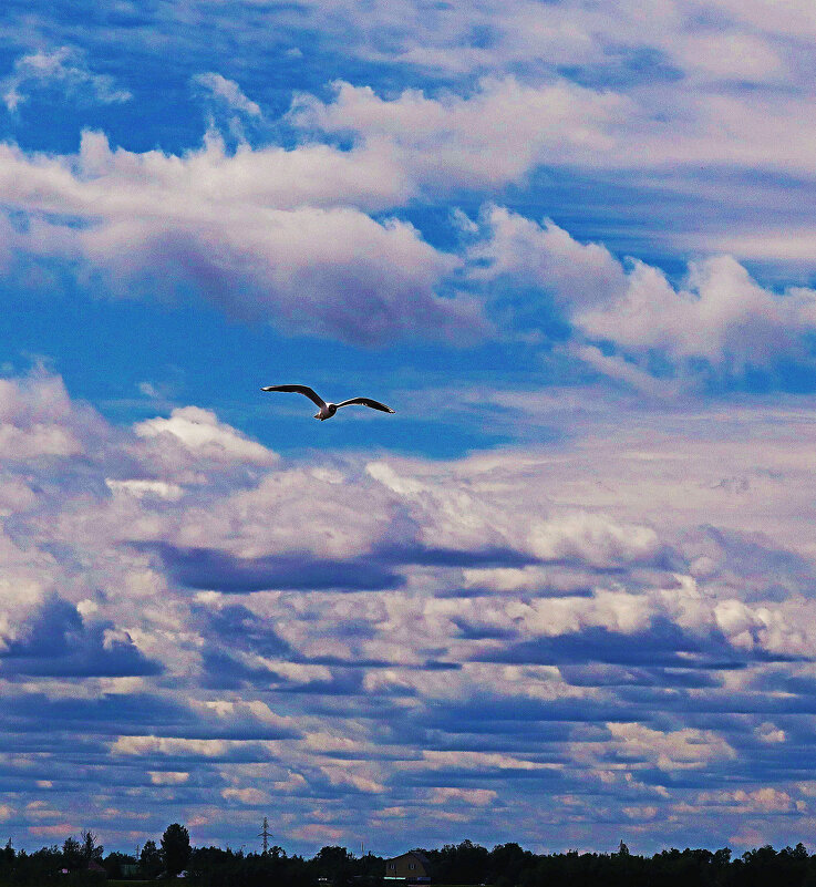 Июнь...Над волнами в свободном полете! - Владимир 