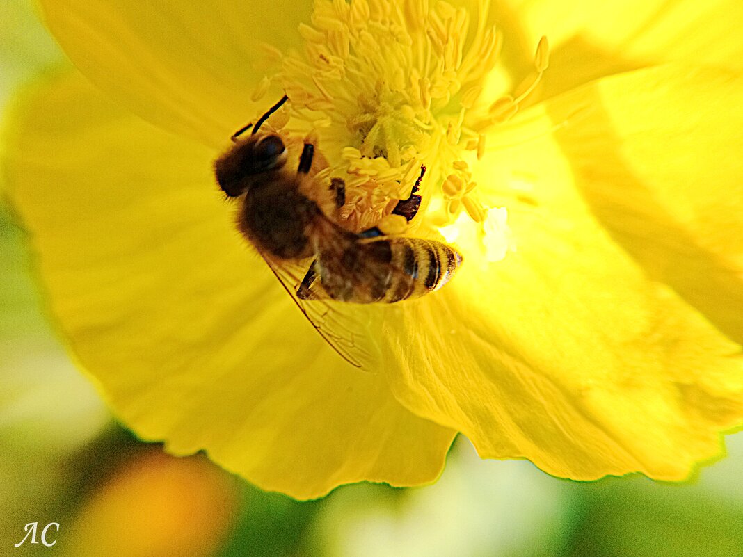 В объективе микромир (серия) - Любовь Сахарова