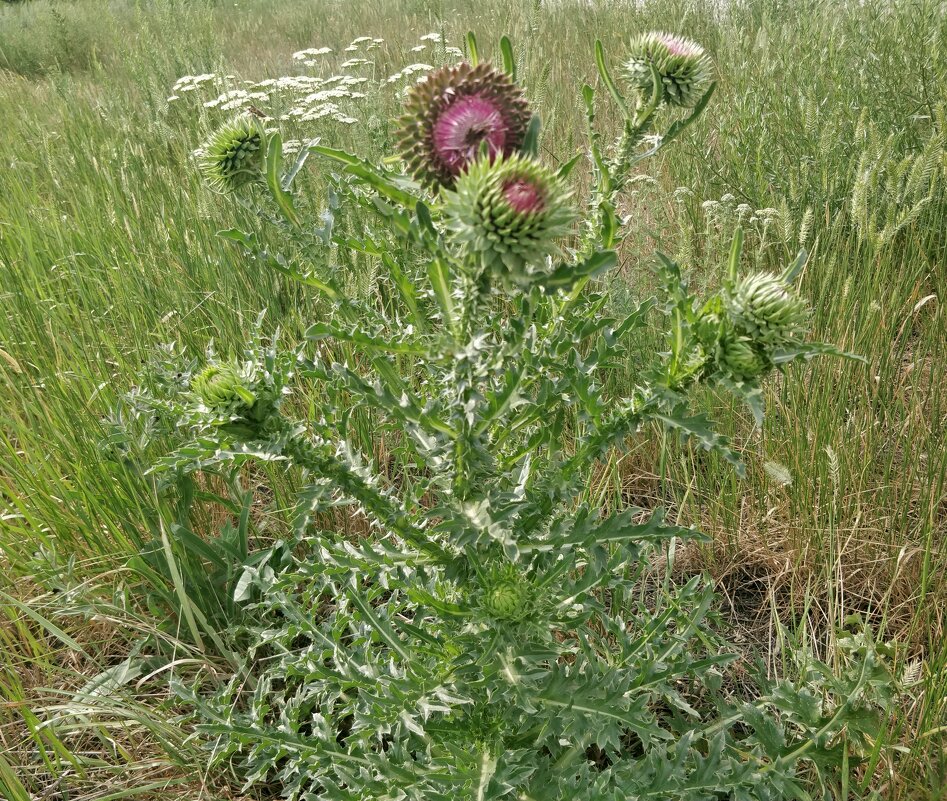 Колючий,но красивый - Андрей Хлопонин Колючий,но красивый - Андрей Хлопонин
