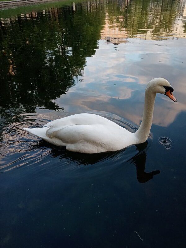 Лебедь - Ольга 