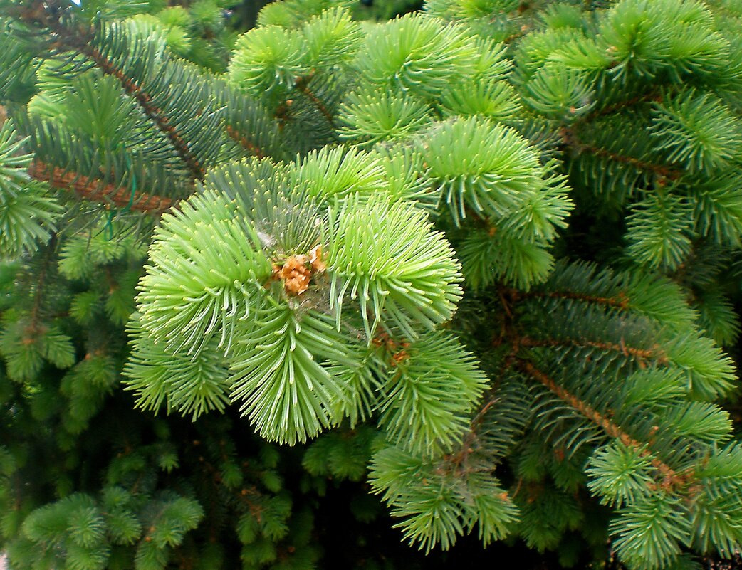 Хвоя - Роман Савоцкий