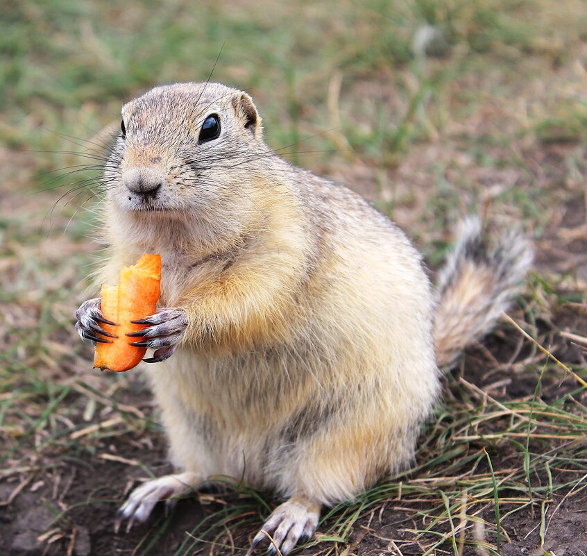 Гурман - Василий 