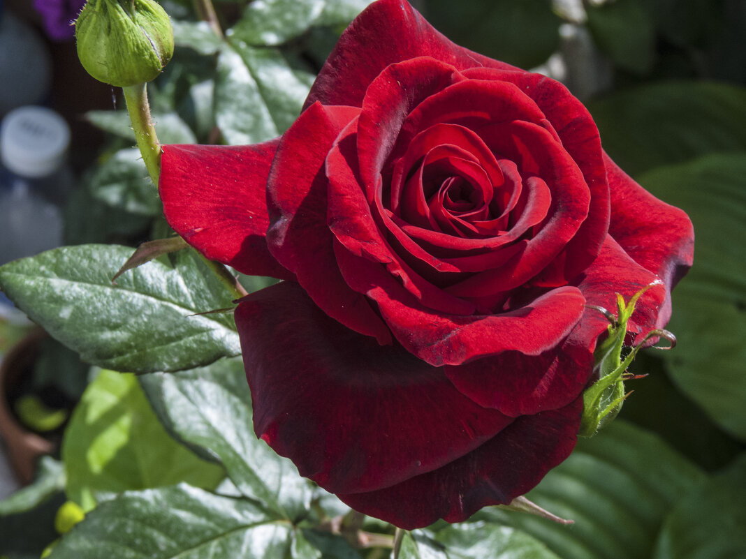 Бархатная  роза - Валентин Семчишин