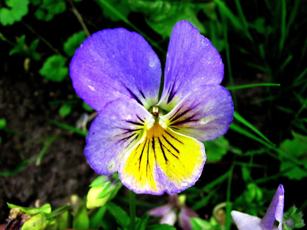 Нежная красотка - Людмила Смородинская