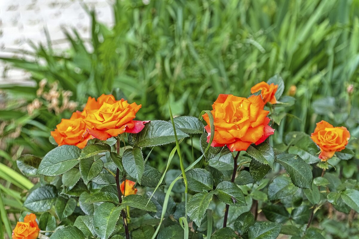 Розы расцветают - Валерий Иванович