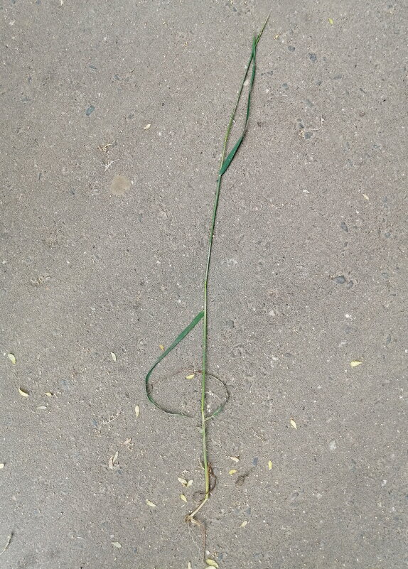 Кто-то скажет - скрипичный ключ, а кто-то - хрень какая-то - Юрий Вовк