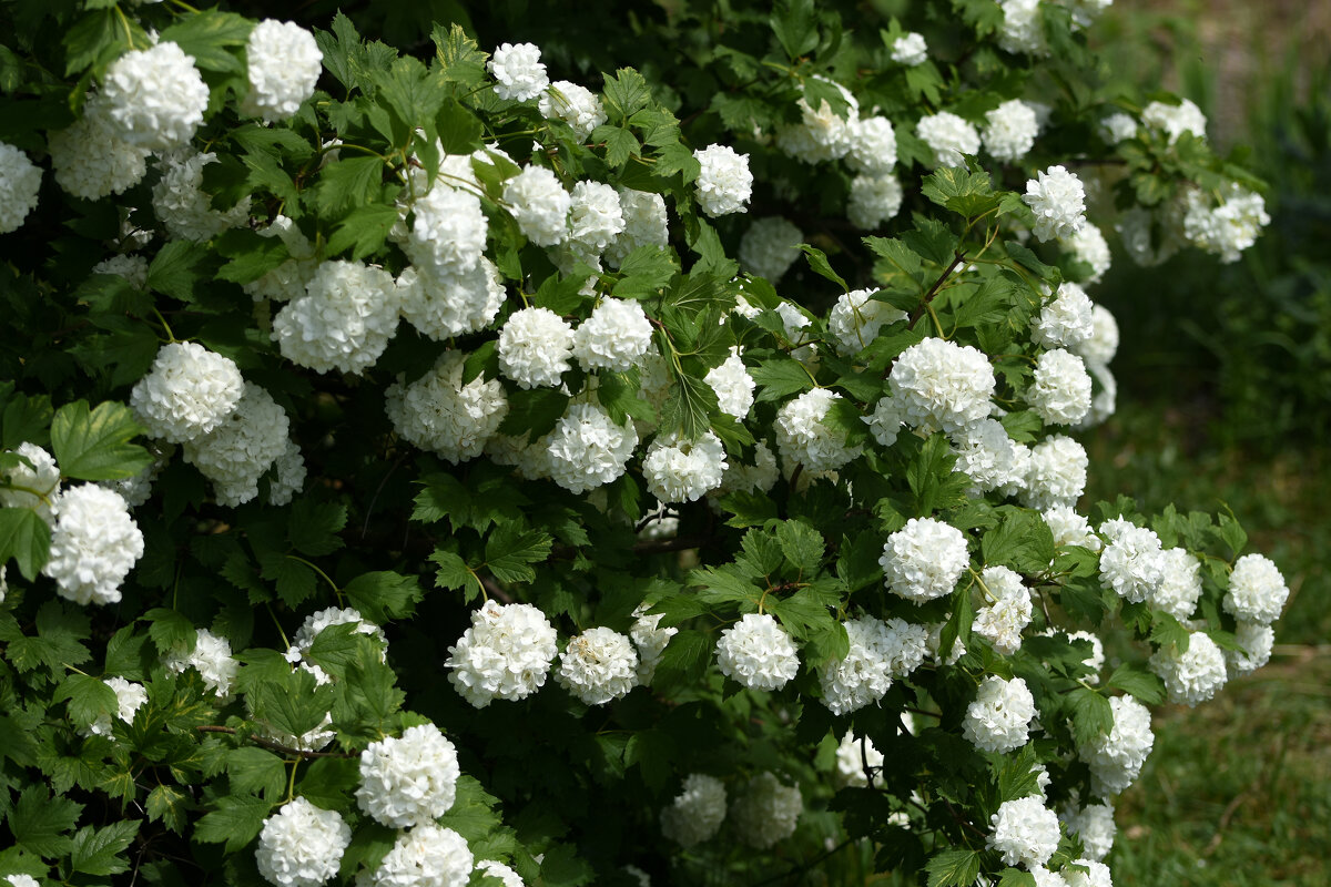 Весна в Ботаническом... - Наташа *****