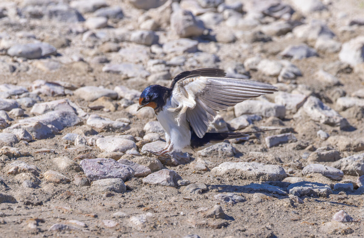 ласточка - юрий макаров