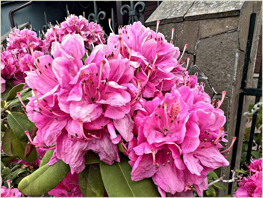 Рододендрон. - Валерия Комова