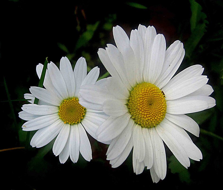 Двое - Елена Семигина