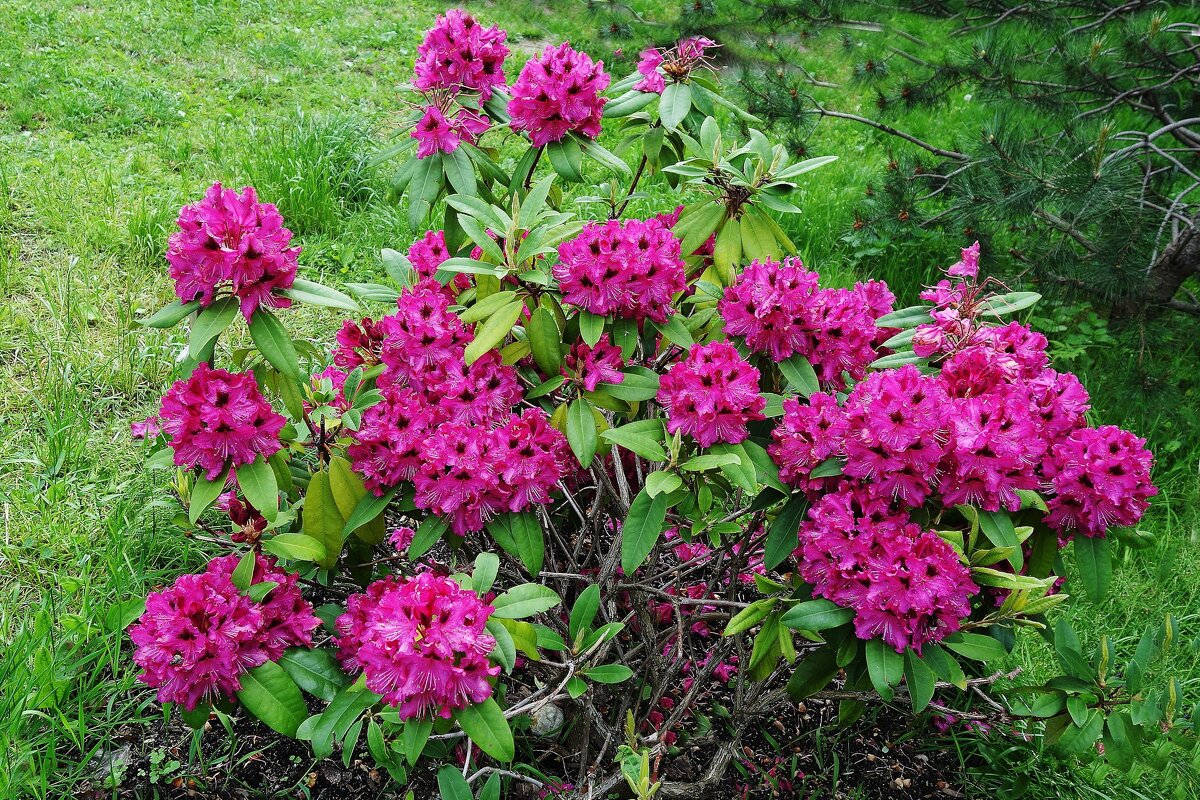Рододендрон - Рита Симонова