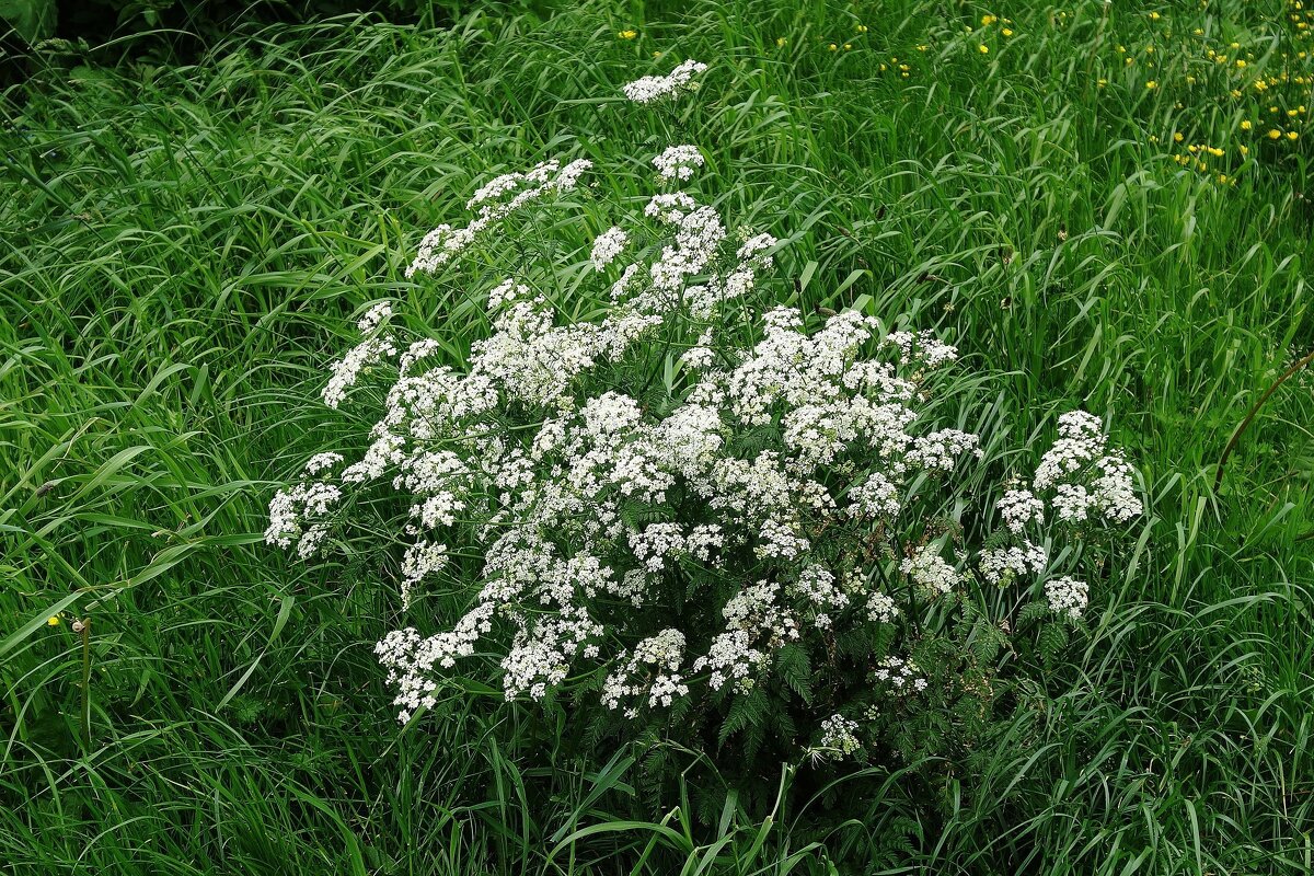 Купырь лесной - Рита Симонова