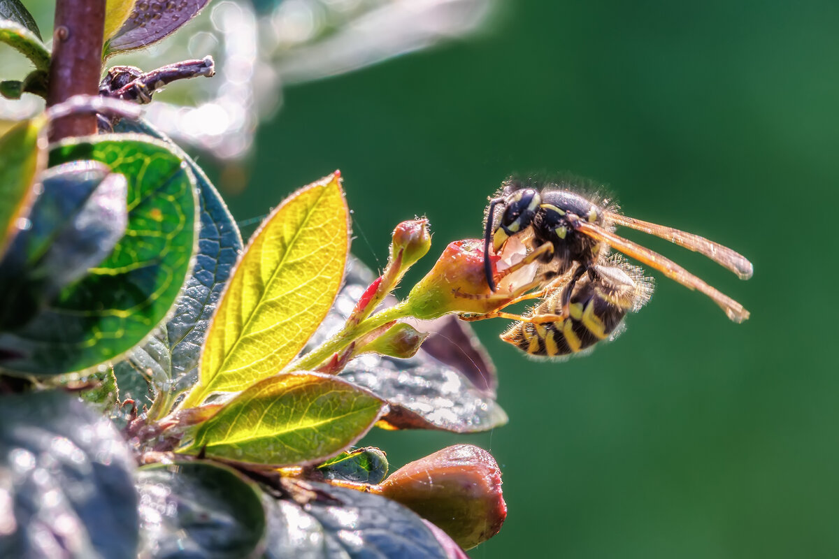 Про жужжалок... - Владимир Колесников