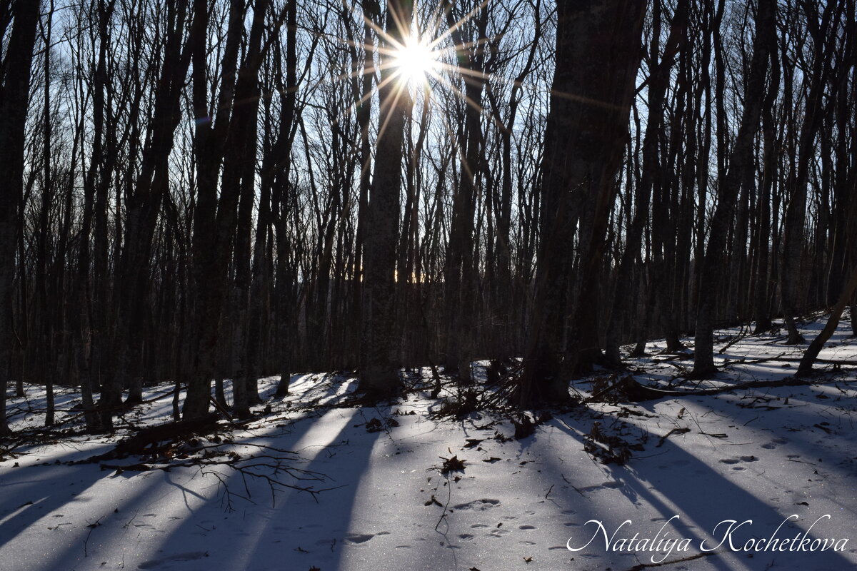 Природа Крыма - Amazing Cosmea