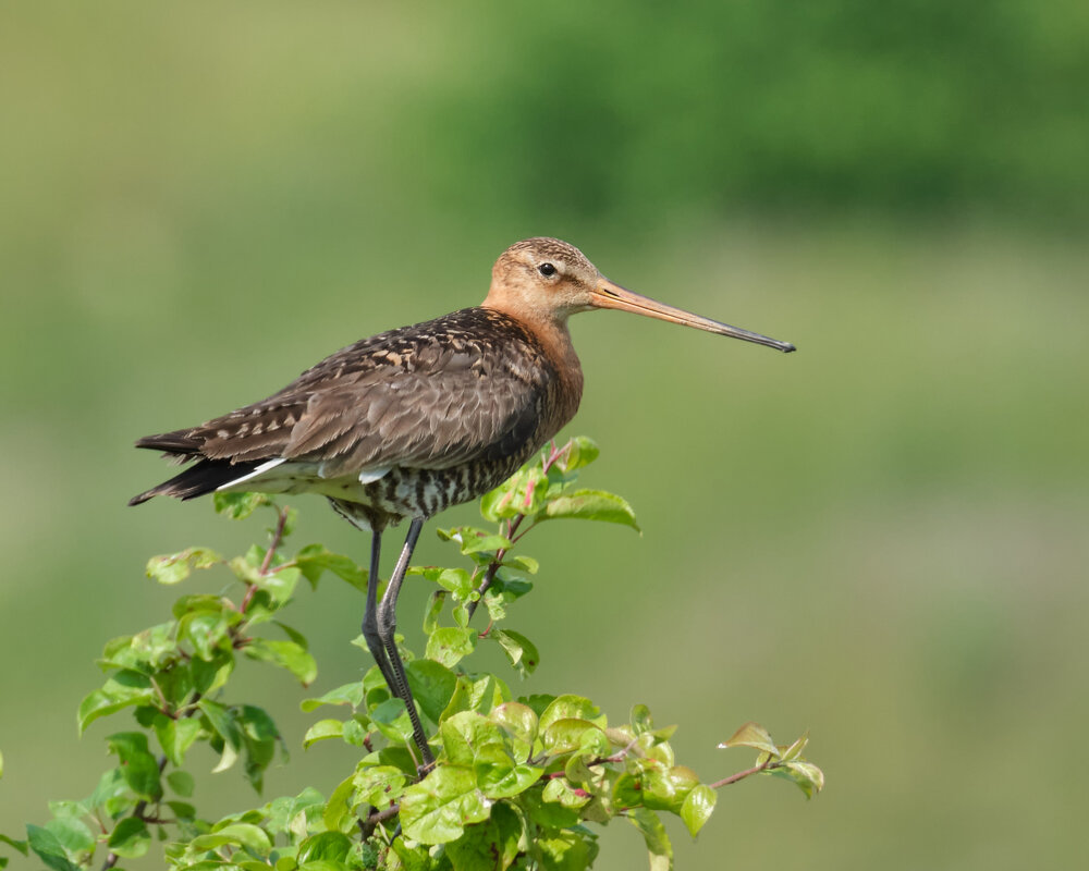 Веретенник - Александр Веретенник - Александр