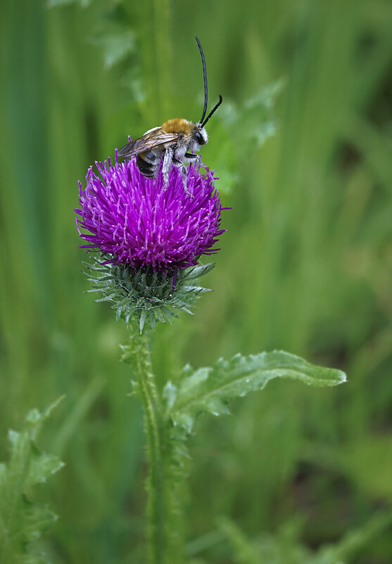 Пчела и колючка - Эдуард Куклин Пчела и колючка - Эдуард Куклин