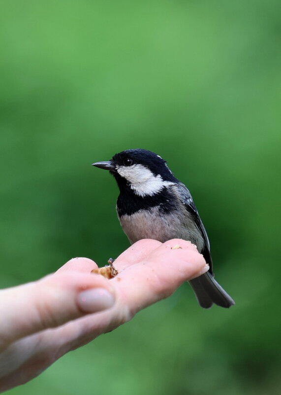 Синичка. - Александр Кондаков