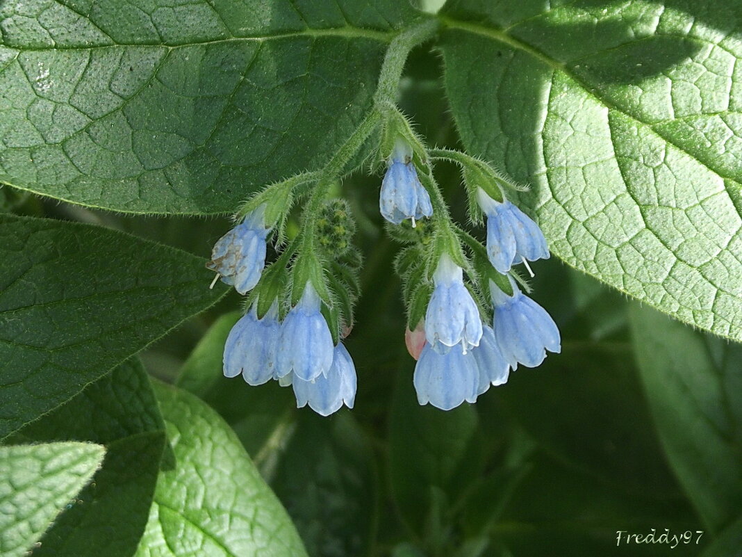 Окопник - Freddy 97 Окопник - Freddy 97