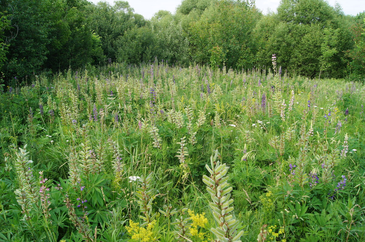 Люпиновое поле - Глеб 