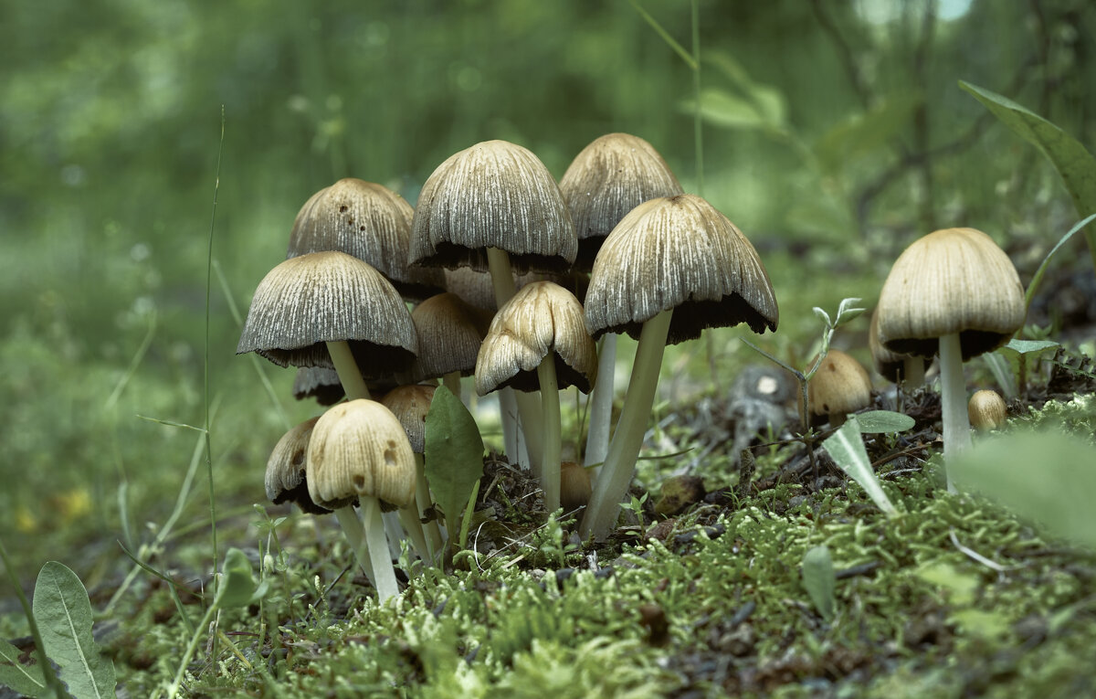 Семейство поганок - Эдуард Куклин