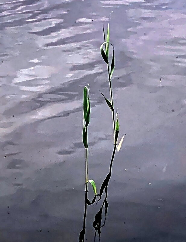 Этюд на воде. - Ольга Довженко