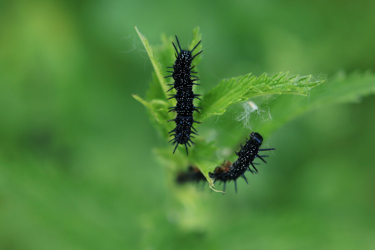 Дендропарк.Боровое - Александр Ш