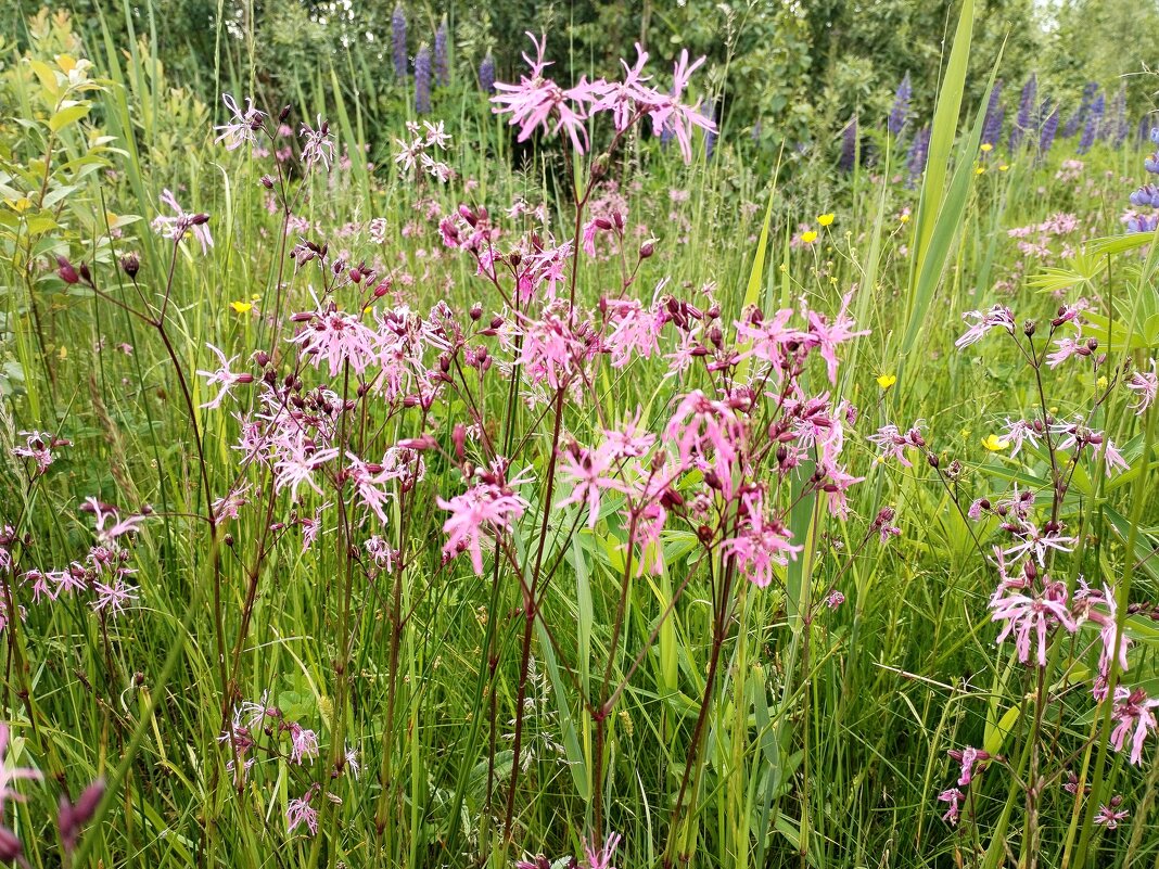 Горицвет кукушкин - Юлия 