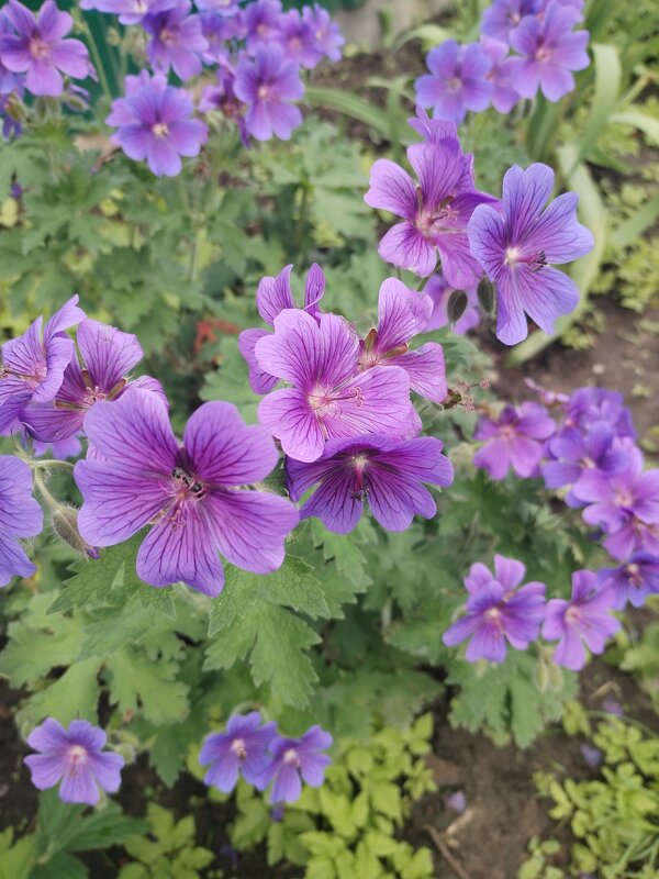 Герань луговая - Юлия 