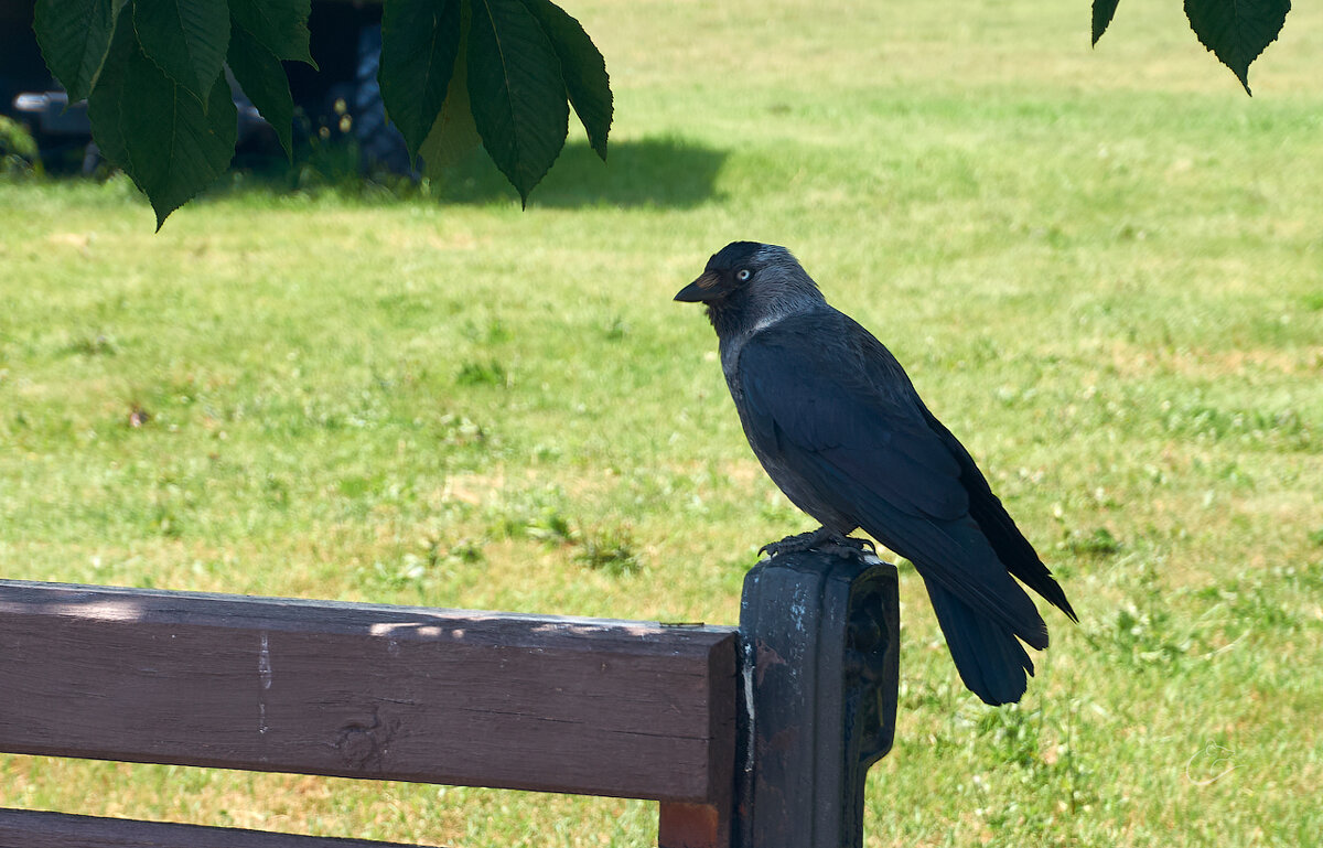 Скамейка для галки - Инна Драбкина Скамейка для галки - Инна Драбкина