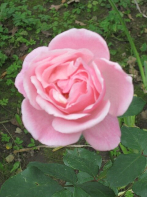 Роза парковая Фредерик Мистраль - Дмитрий Никитин