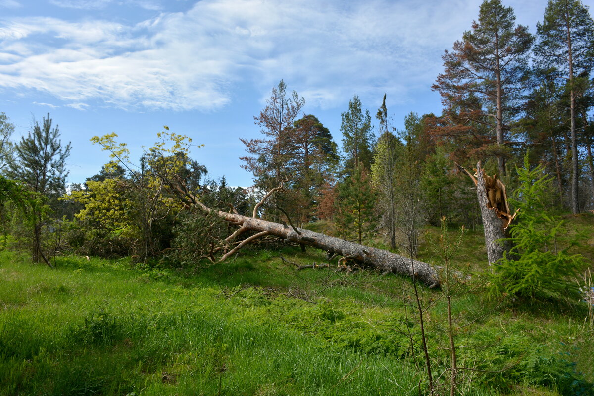 Старость не радость. - Леонид Иванчук