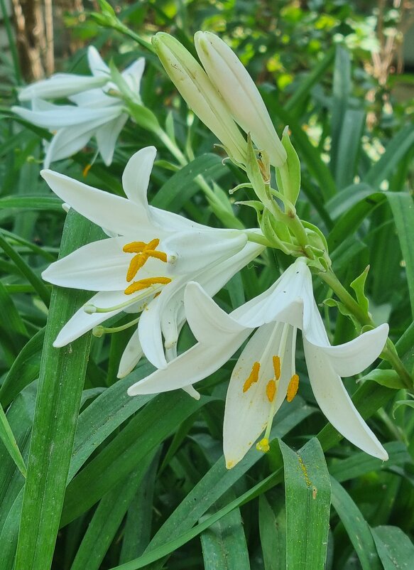 Вот и белые... - Наталья 