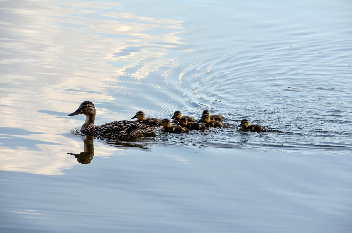 С мамой ничего не страшно! - Oleg4618 Шутченко