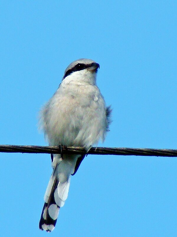 серый сорокопут - gawrilа - dan