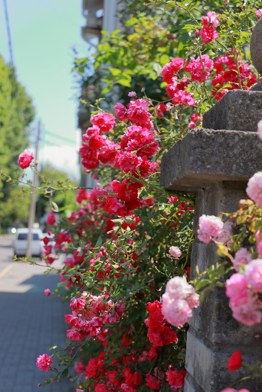 Забор и цветы. - Александр Николаев
