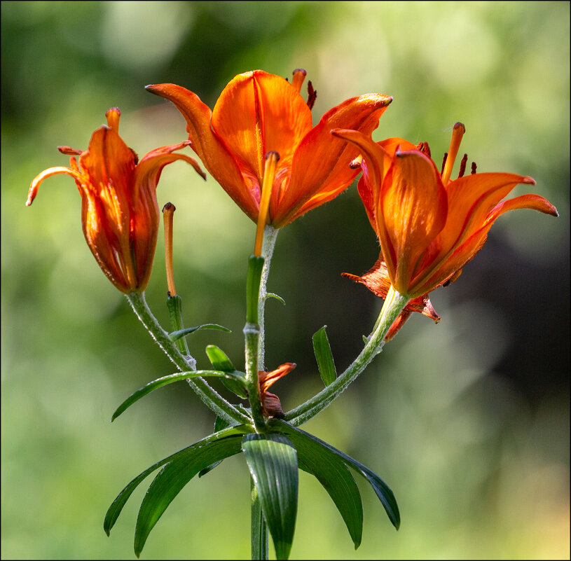 Втроём - Александр Тарноградский