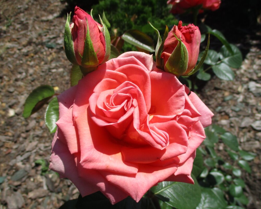 Розы - Татьяна Иваненкова