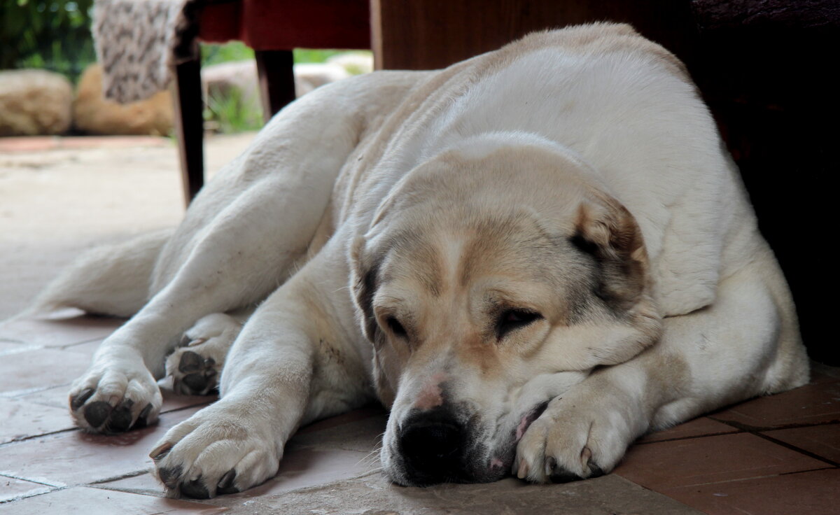 ***** - Маргарита ( Марта ) Дрожжина ***** - Маргарита ( Марта ) Дрожжина