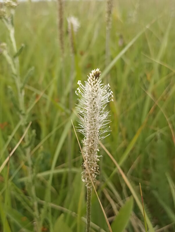 Полевые цветы - Pippa Полевые цветы - Pippa