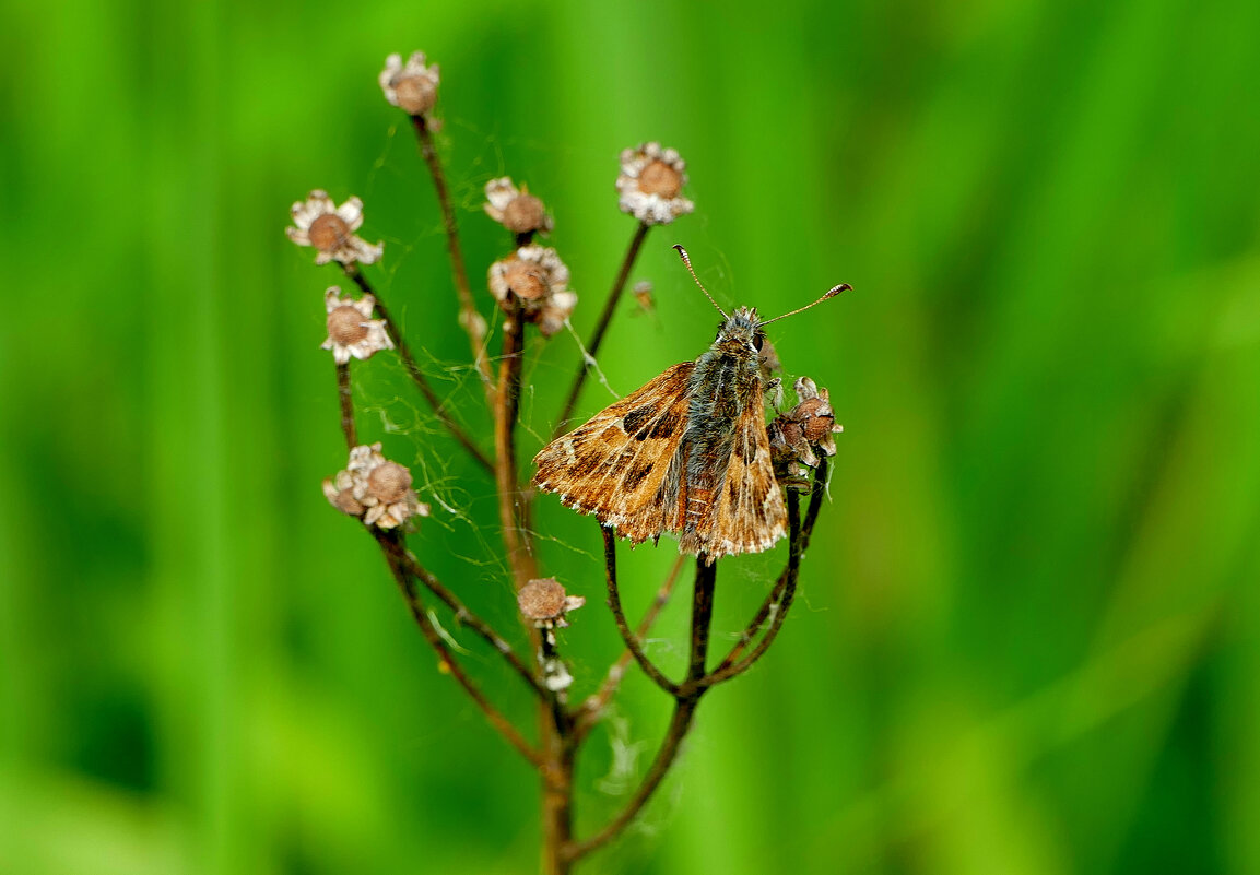 опять про бабочек 31 - Александр Прокудин