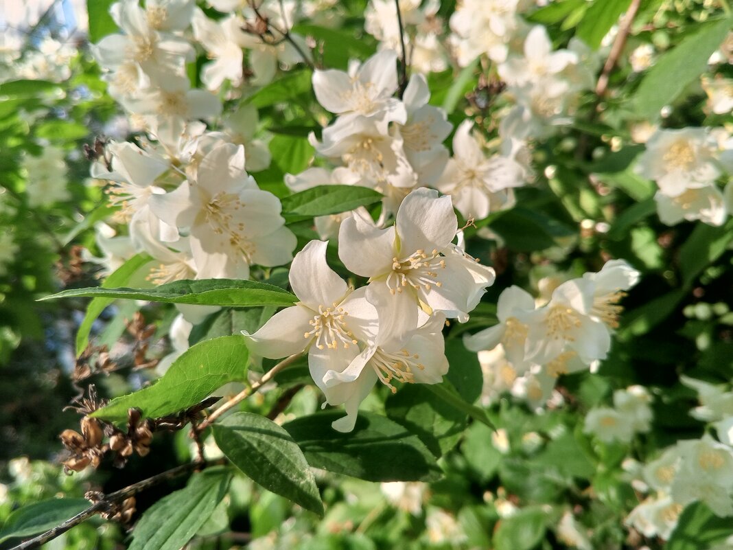 Чубушник - Сапсан Чубушник - Сапсан